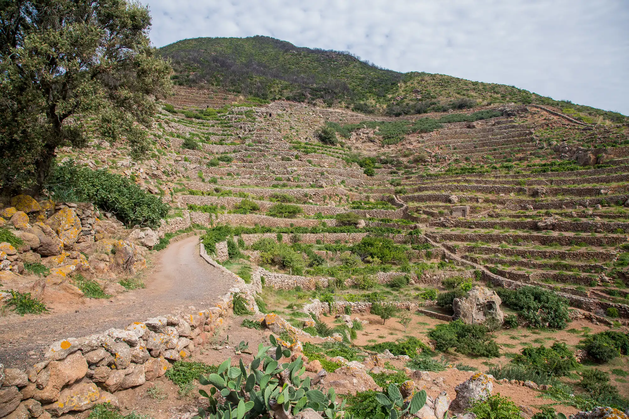 The Terraces